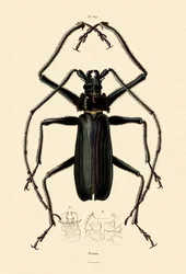 Langhornkäfer